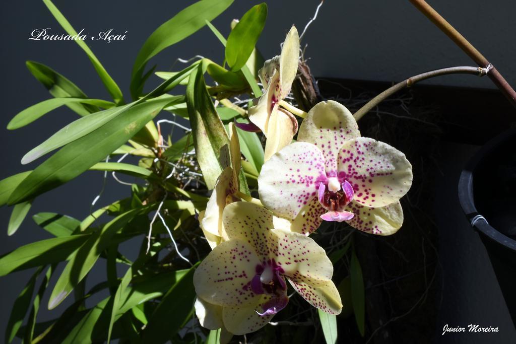 Pousada Acai Araquari Exteriér fotografie
